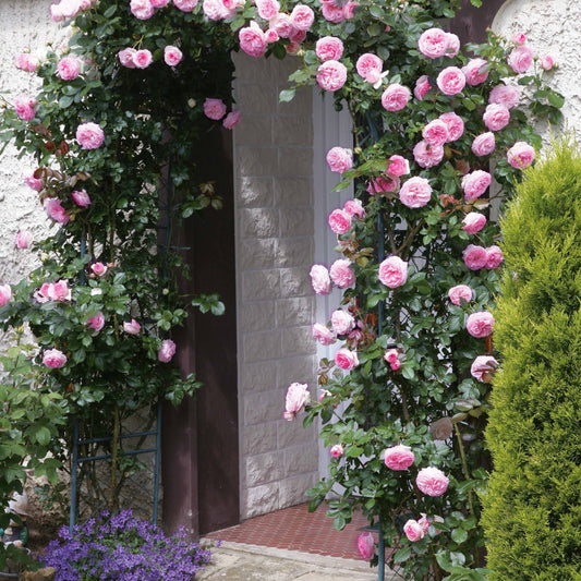 Kletterrose ‘Pierre de Ronsard®’ - Bakker