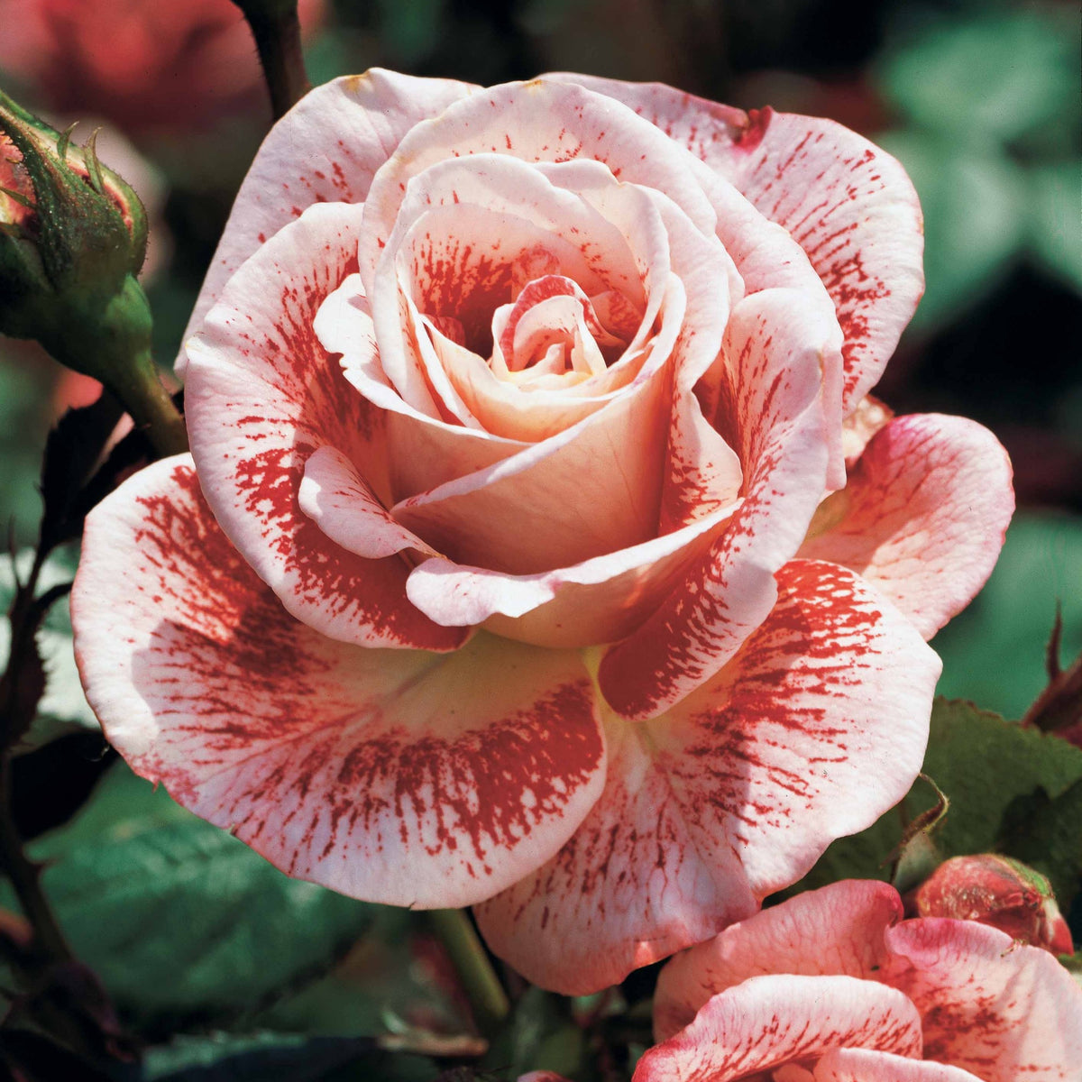 Strauchrose Famosa - Bakker