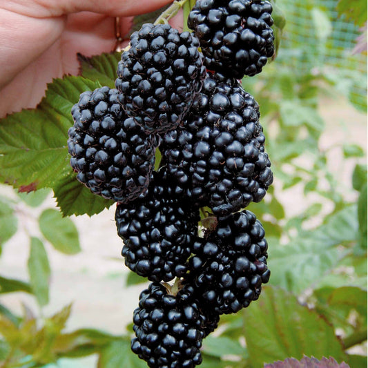 Brombeere 'Triple Crown' - Bakker