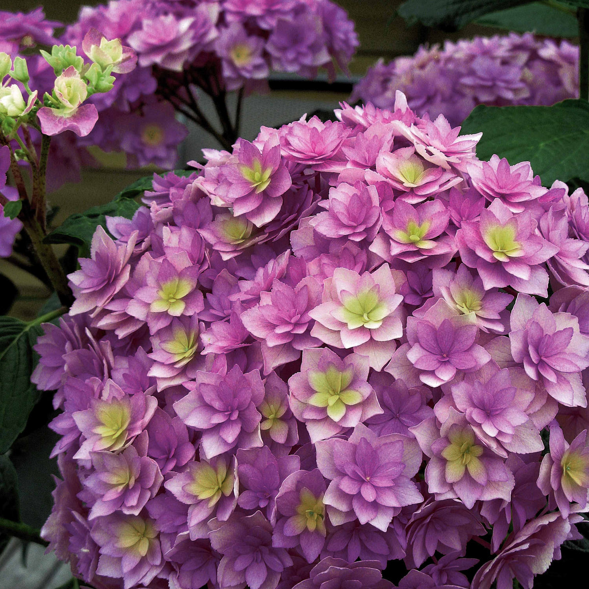 Bauernhortensie Expression - Bakker