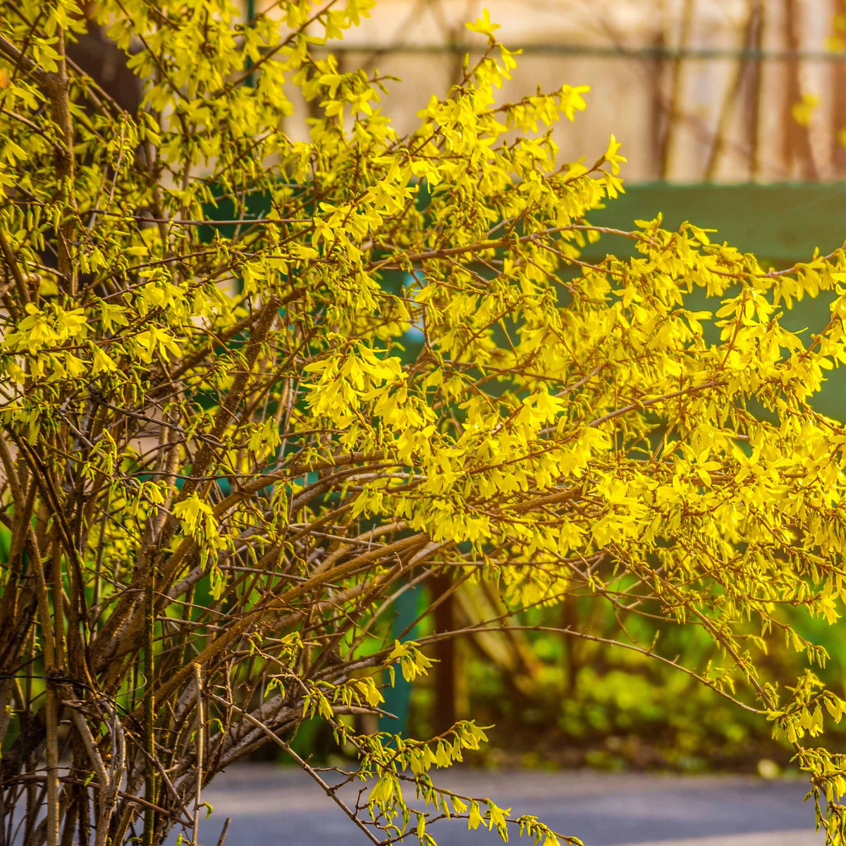 Blühende Sträucher - Sträucher-Kollektion Forsythie & Judasbaum (x2) - Cercis siliquastrum et forsythia x intermedia spectabilis