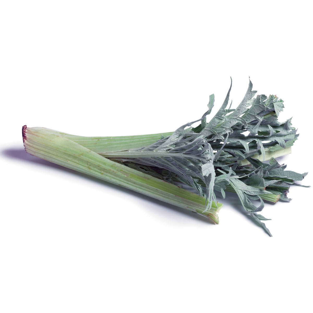 Cynara cardunculus vert vaulx velin - Kardone ‘Vert Vaulx Velin’ - Samen für den Gemüsegarten