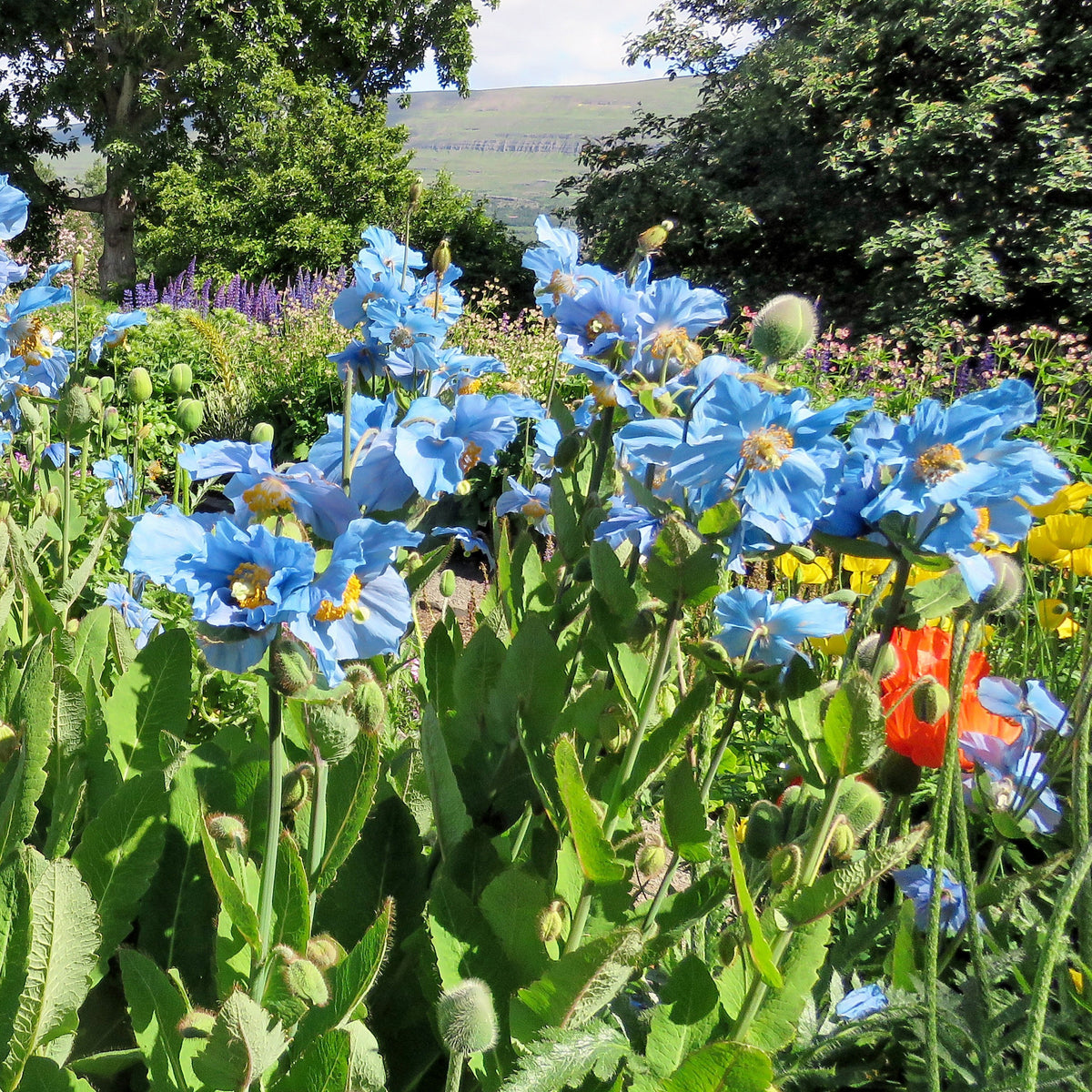 Blauer Tibet-Scheinmohn (x2) - Bakker