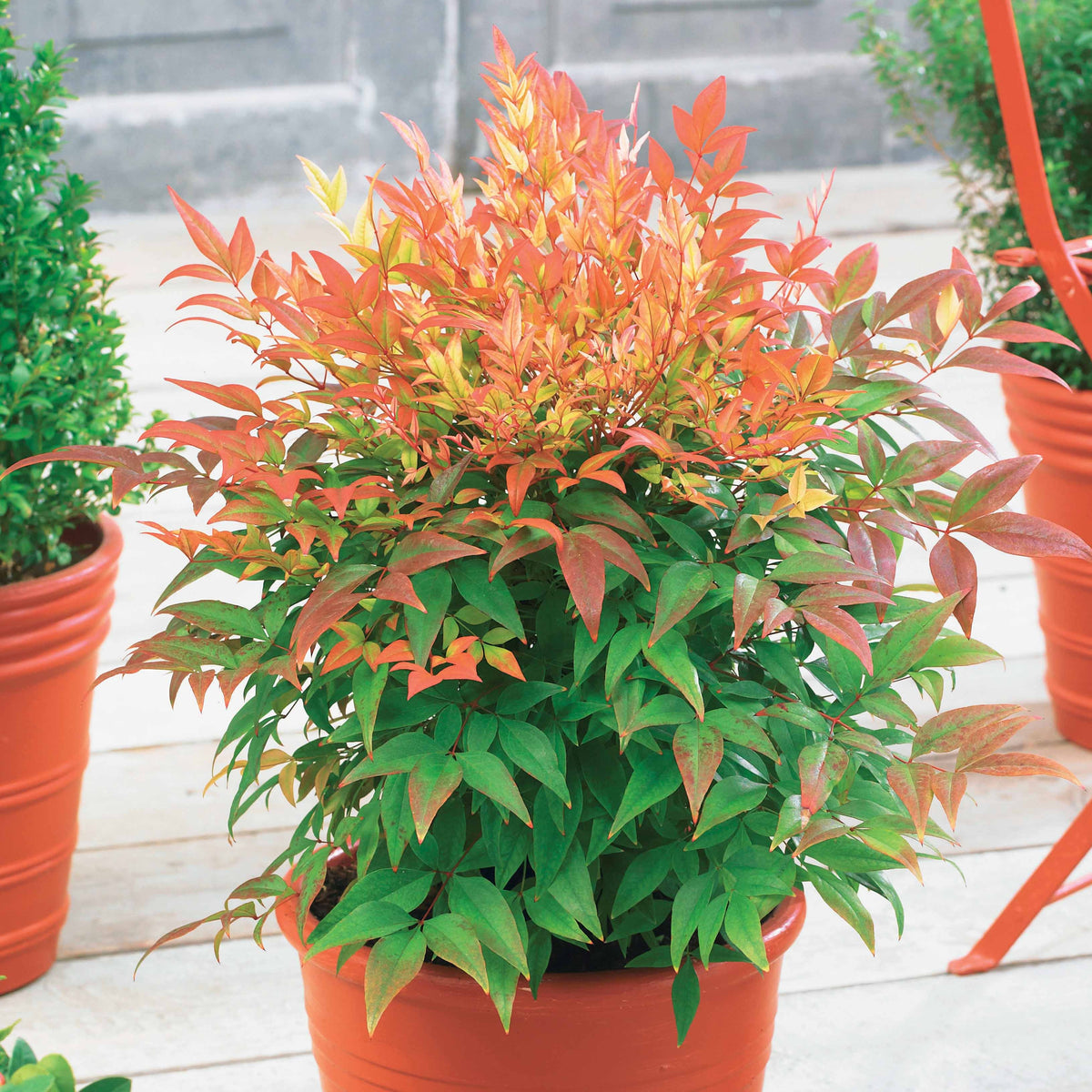 Heiliger Bambus Sunset Boulevard® - Bakker