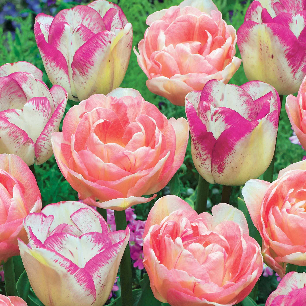 Romantische Tulpen-Kollektion (x20) - Tulipa angélique , double shirley - Bakker