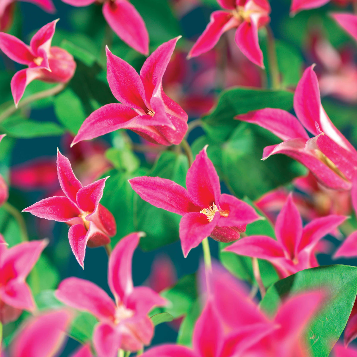 Verkauf Waldrebe Lady Diana ® - Clematis texensis Princess Diana ®