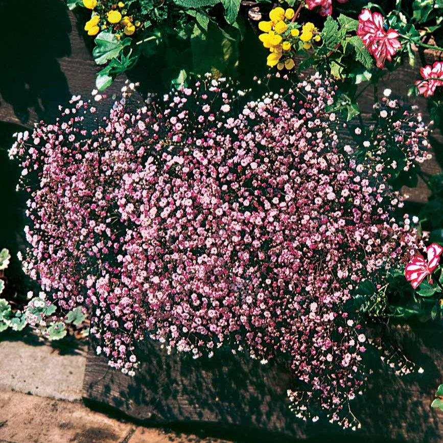 Schleierkraut rosa (x3) - Bakker