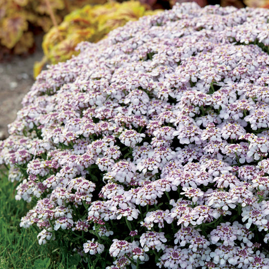 Schleifenblume Pink Ice - Bakker