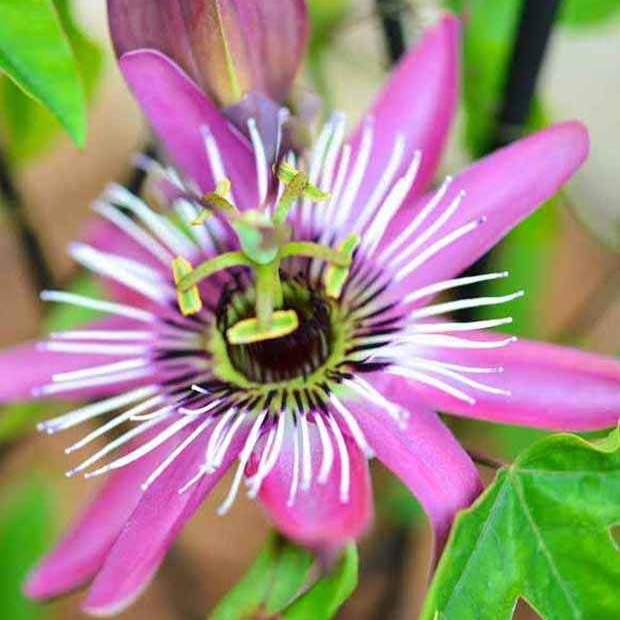 Passionsblume Victoria - Bakker