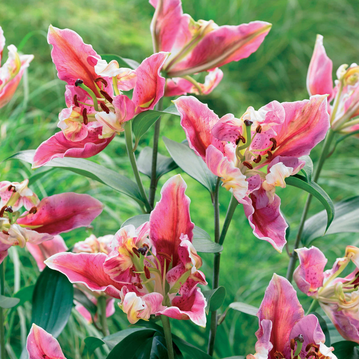 Lilien Pink Parrot Carriba (x2) - Bakker