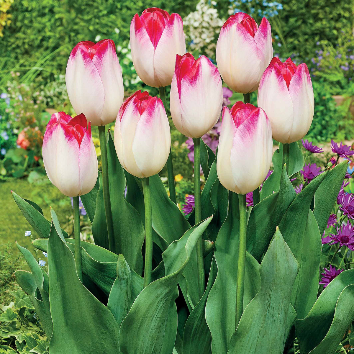 Triumph Tulpe 'Supri Erotic' (x10) - Bakker