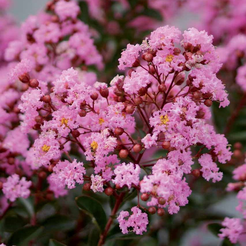 Verkauf Indianer Flieder Eveline - Lagerstroemia indica Eveline