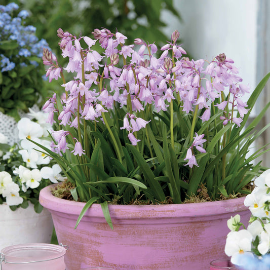 Hasenglöckchen (Scilla) (x10) - Bakker