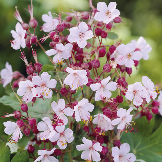 Garten-Storchschnabel Spessart - Bakker
