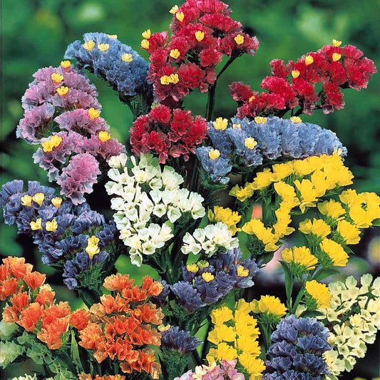 Schnittblumen-Saatgut Kollektion - Bakker