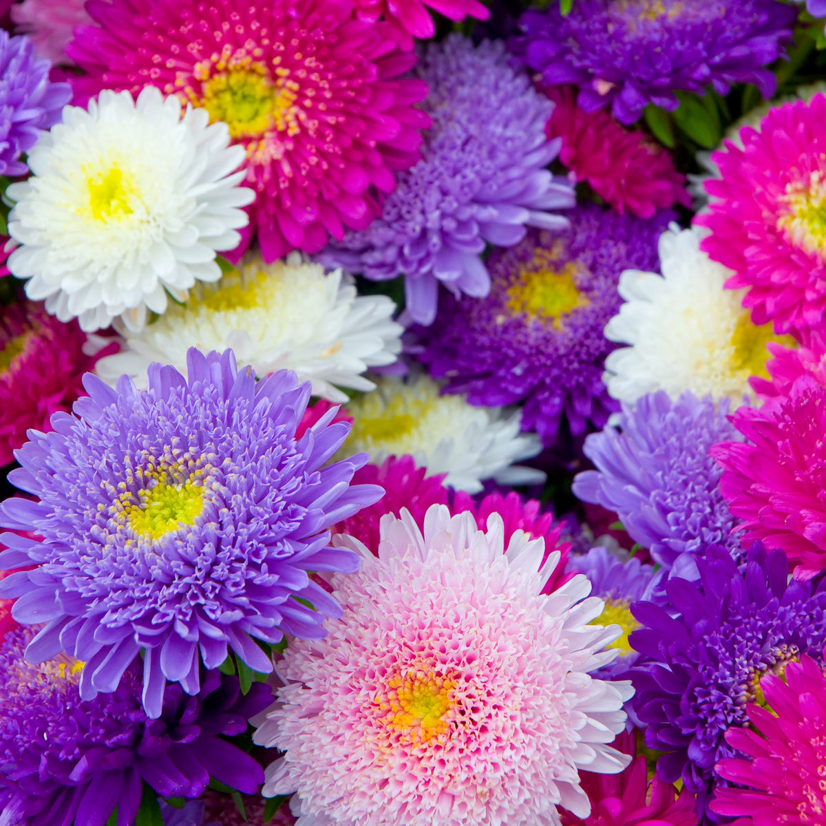 Callistephus chinensis - Sommeraster Super Princess Mischung - Samen für Blumenbeete und -ränder