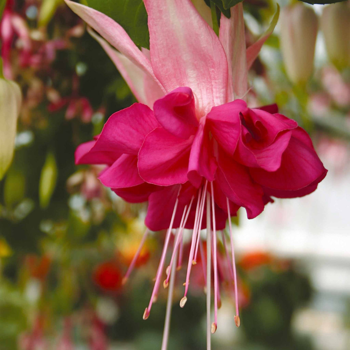 Verkauf Fuchsien Mischung (Bicentennial, Dark Eyes, Bella Rosel) (x6) - Fuchsia Bicentennial, Dark Eyes, Bella Rosella