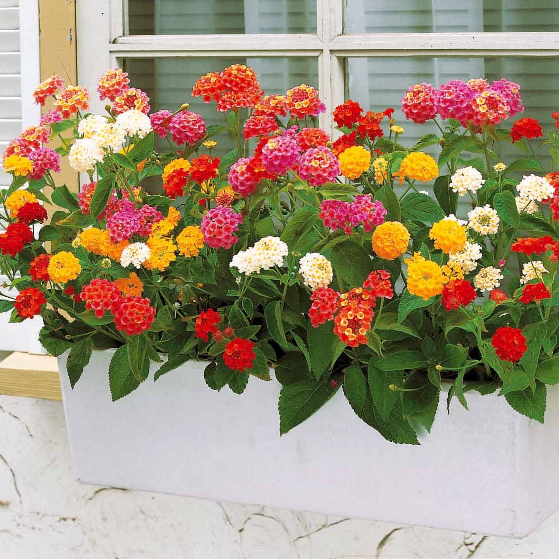 Lantana camara - Wandelröschen Mischung (x3) - Balkonblumen