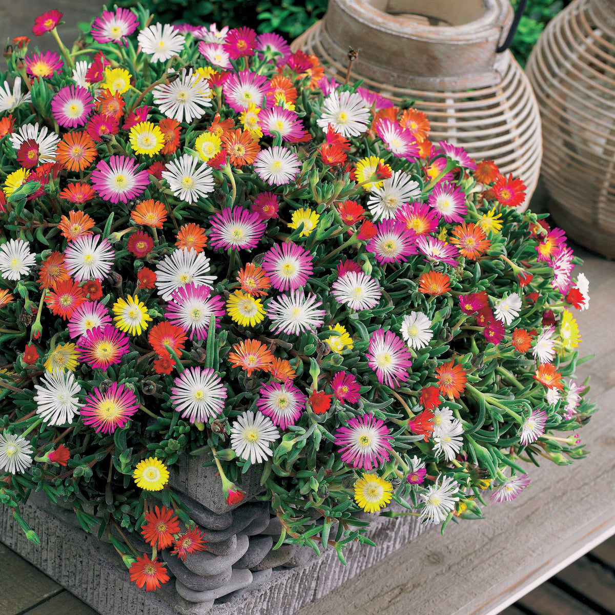 Mittagsblumen Mischung (x3) - Bakker