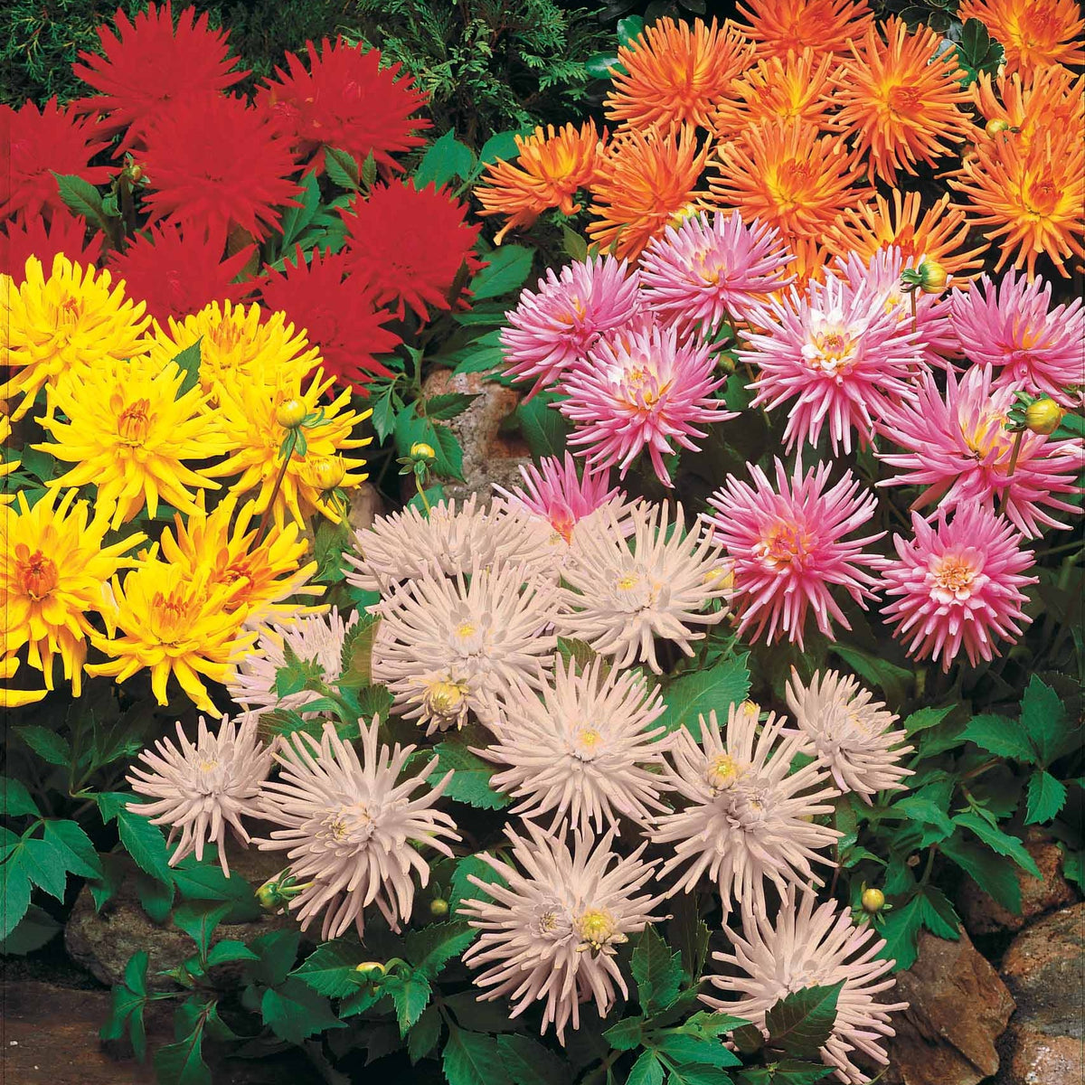 Dahlien Mischung (x5) - Bakker