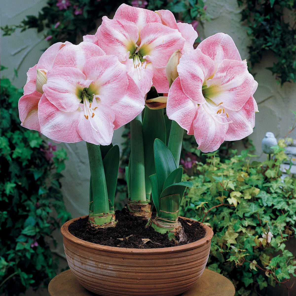 Amaryllis Valencia, Angelique - Mini Amayllis Mischung - Amaryllis-Zwiebeln