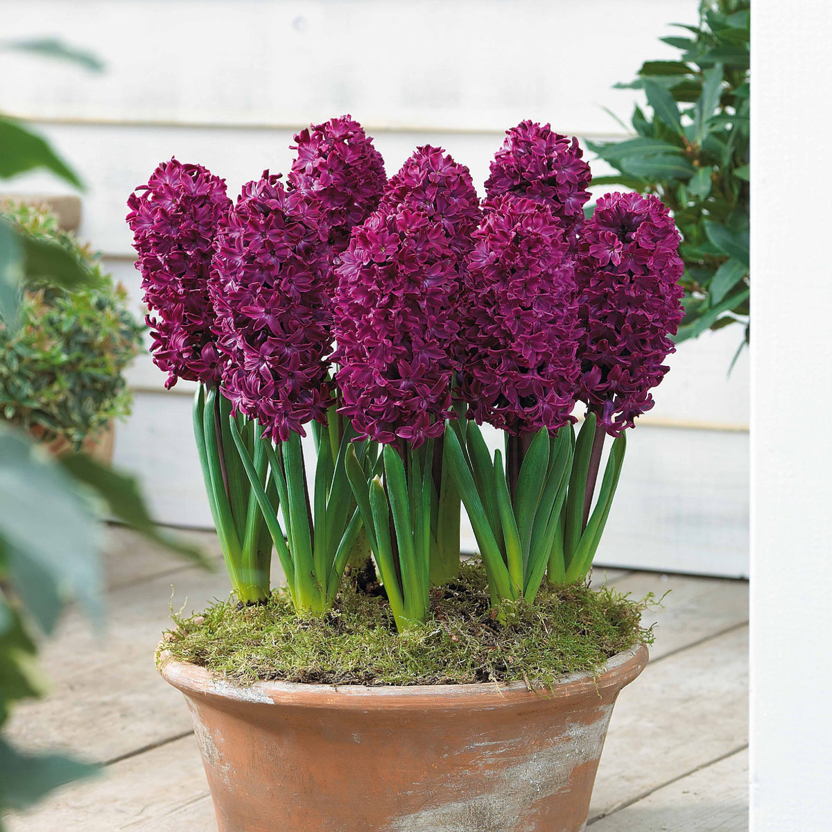 Hyacinthus 'Woodstock', 'Gipsy Queen', 'City of Haarlem' - Hyazinthen Kollektion: 'Gipsy Queen' + 'Woodstock' + 'City of Haarlem' (x9) - Hyazinthen-Zwiebeln