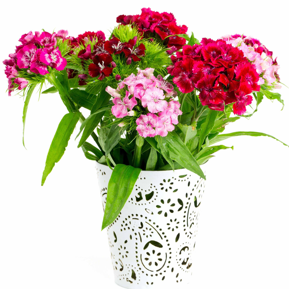 Nelken - Dianthus - Poetennelken in einer Mischung (x3) - Dianthus barbatus