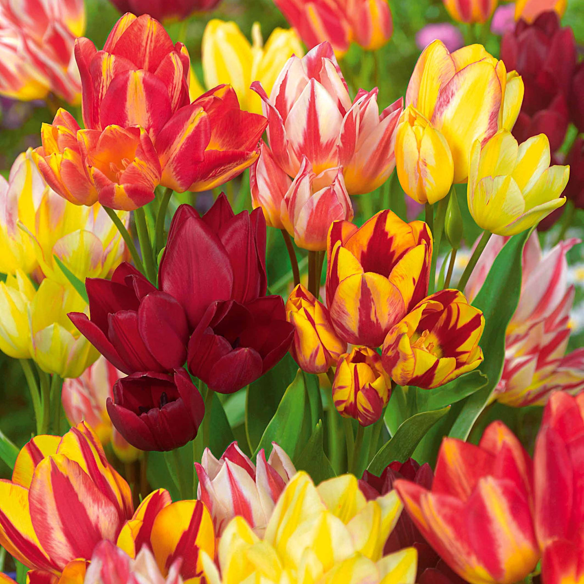 Mehrblütige Tulpen Mischung (x10) - Bakker