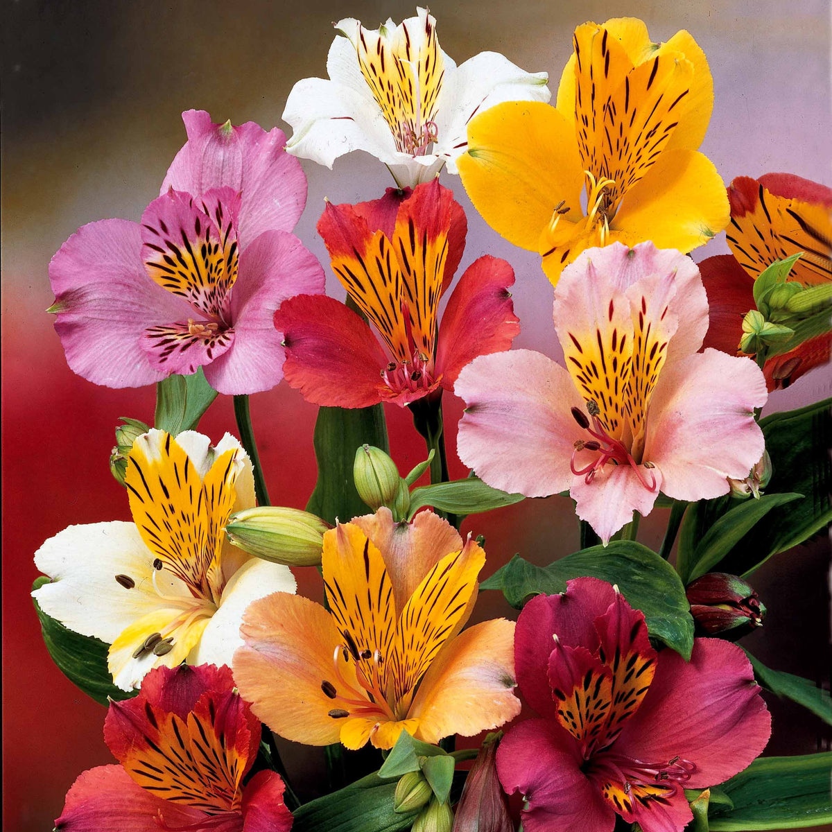 Alstroemeria - Inkalilien Mischung (x3) - Alstroemeria - Inkalilie