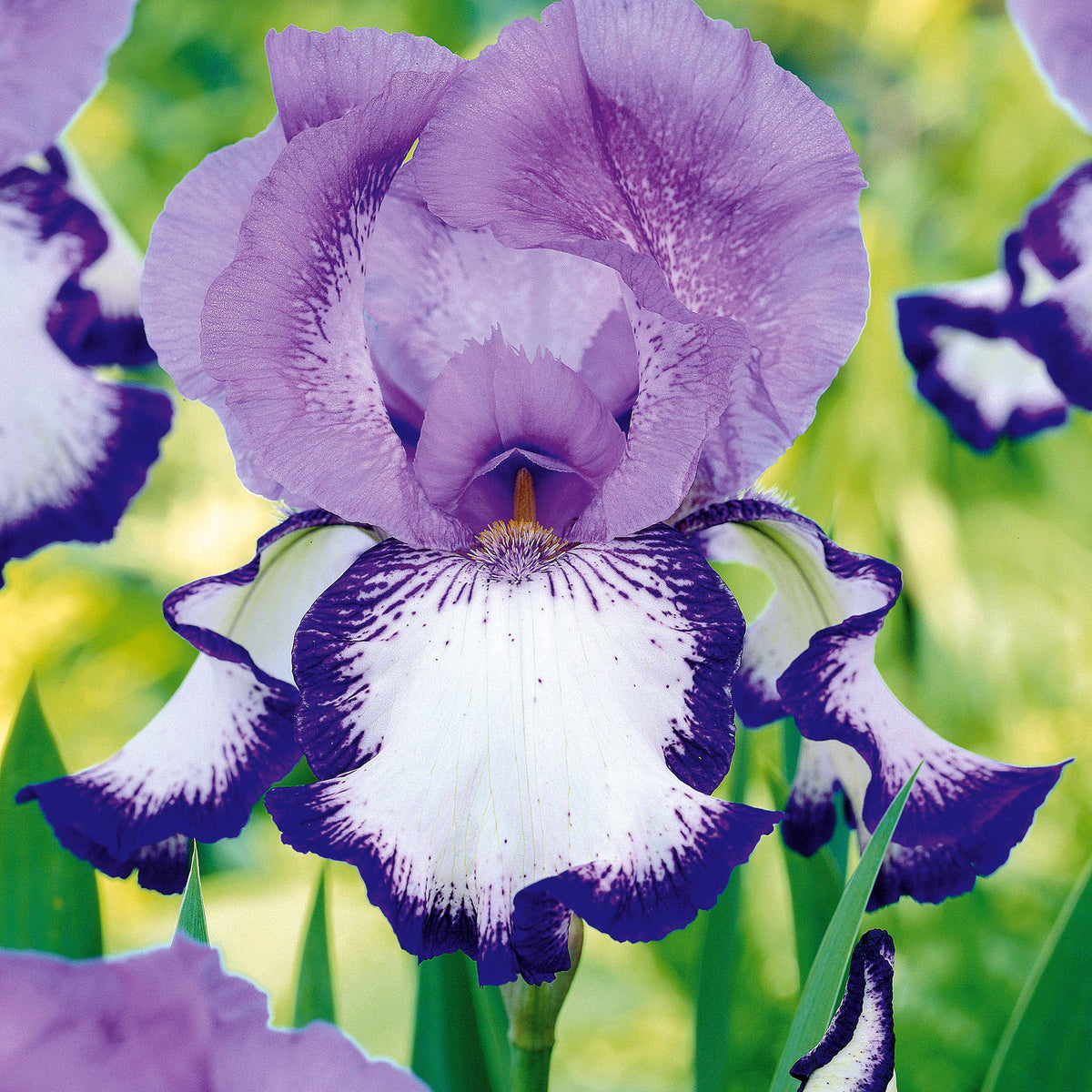 Iris germanica (2 lasso, 2 bordure, 2 sangreal) - Sammlung von Garten-Iris: Lasso, Bordure, Sangreal. (x6) - Iris germanica - Deutsche Schwertlilie