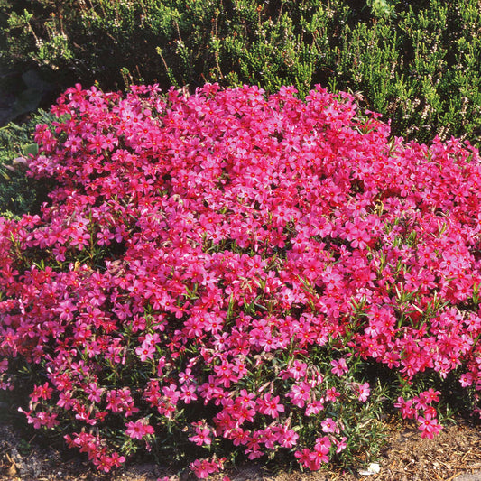 Polster-Phlox ‘Moerheimii’ - Bakker