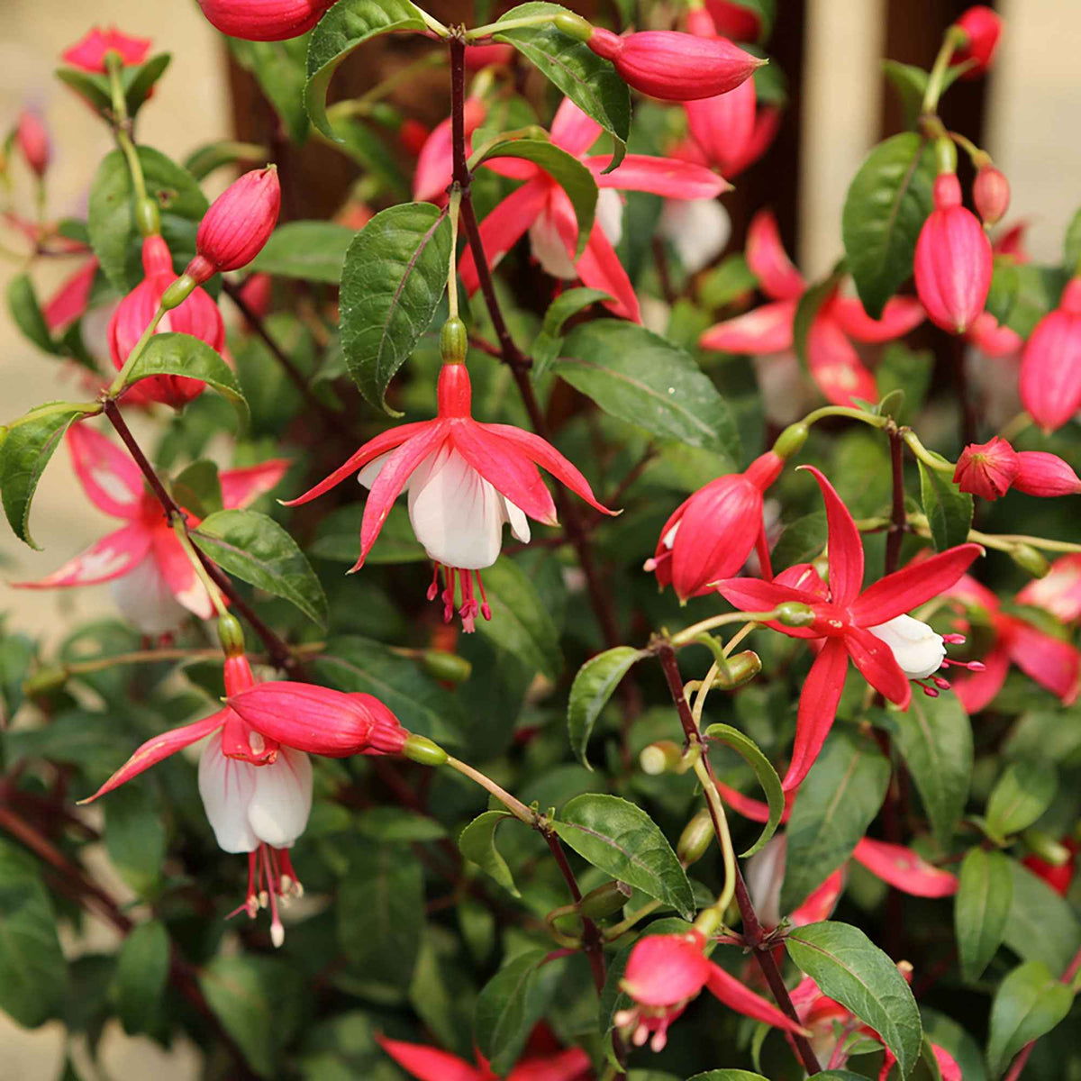 Fuchsie 'Lady Thumb' - Bakker