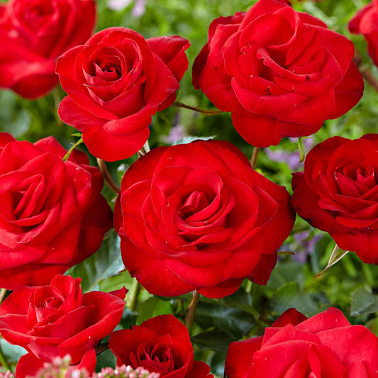 Kletterrose ‘Santana’® - Bakker