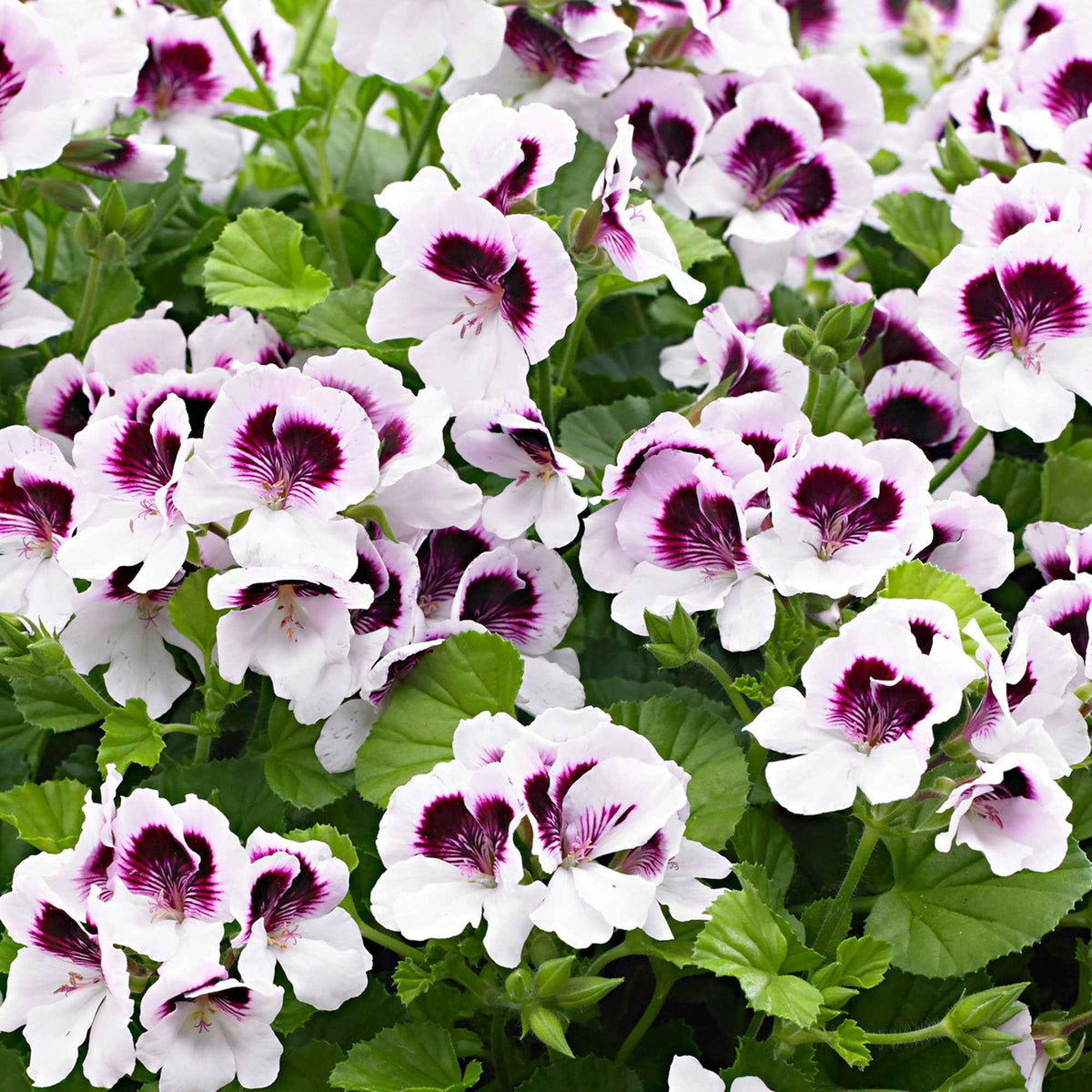 Pelargonium crispum lizzy - Geranie 'Mosquitaway Lizzy' (x3) - Geranien - Pelargonien