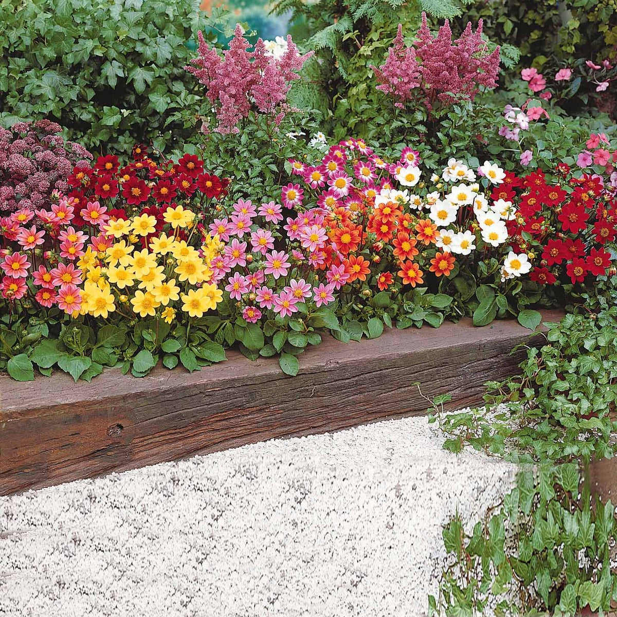 Verkauf Dahlien 'Topmix' (x5) - Dahlias topmix