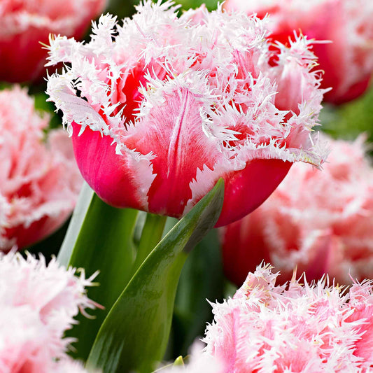 Gefranste, gefüllte Tulpe ‘Queensland’ (x5) - Bakker