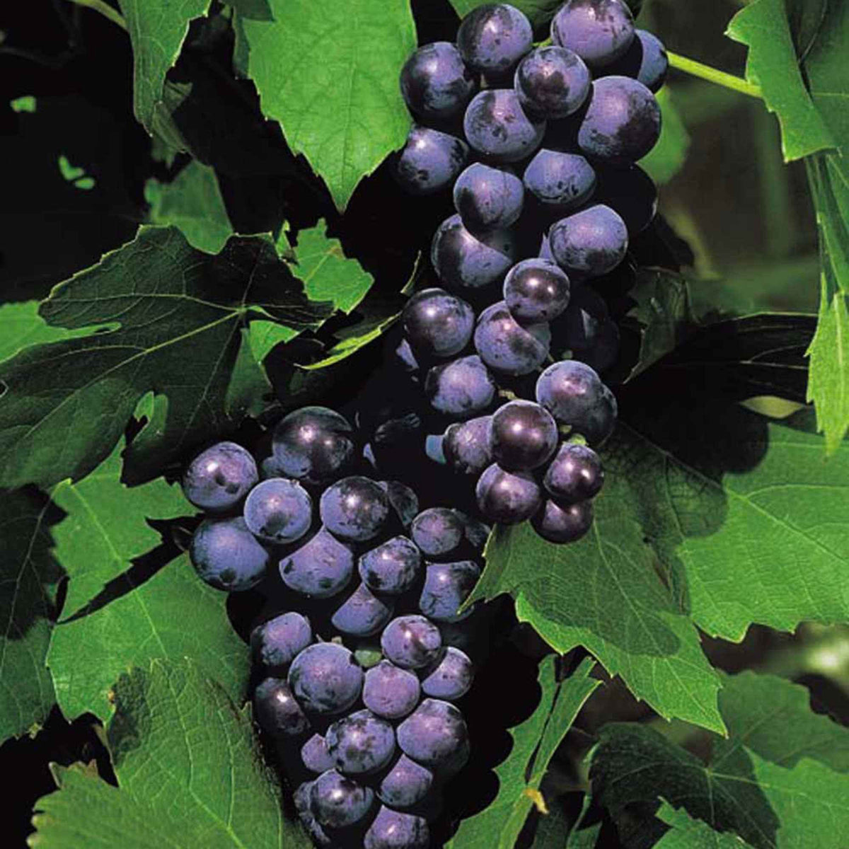 Weinrebe 'Boskoop Glory' - Bakker
