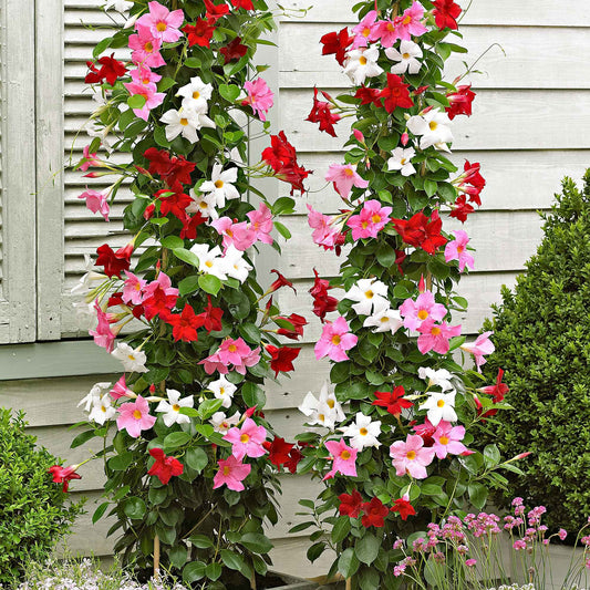 Dipladenia Mischung (x3) - Bakker