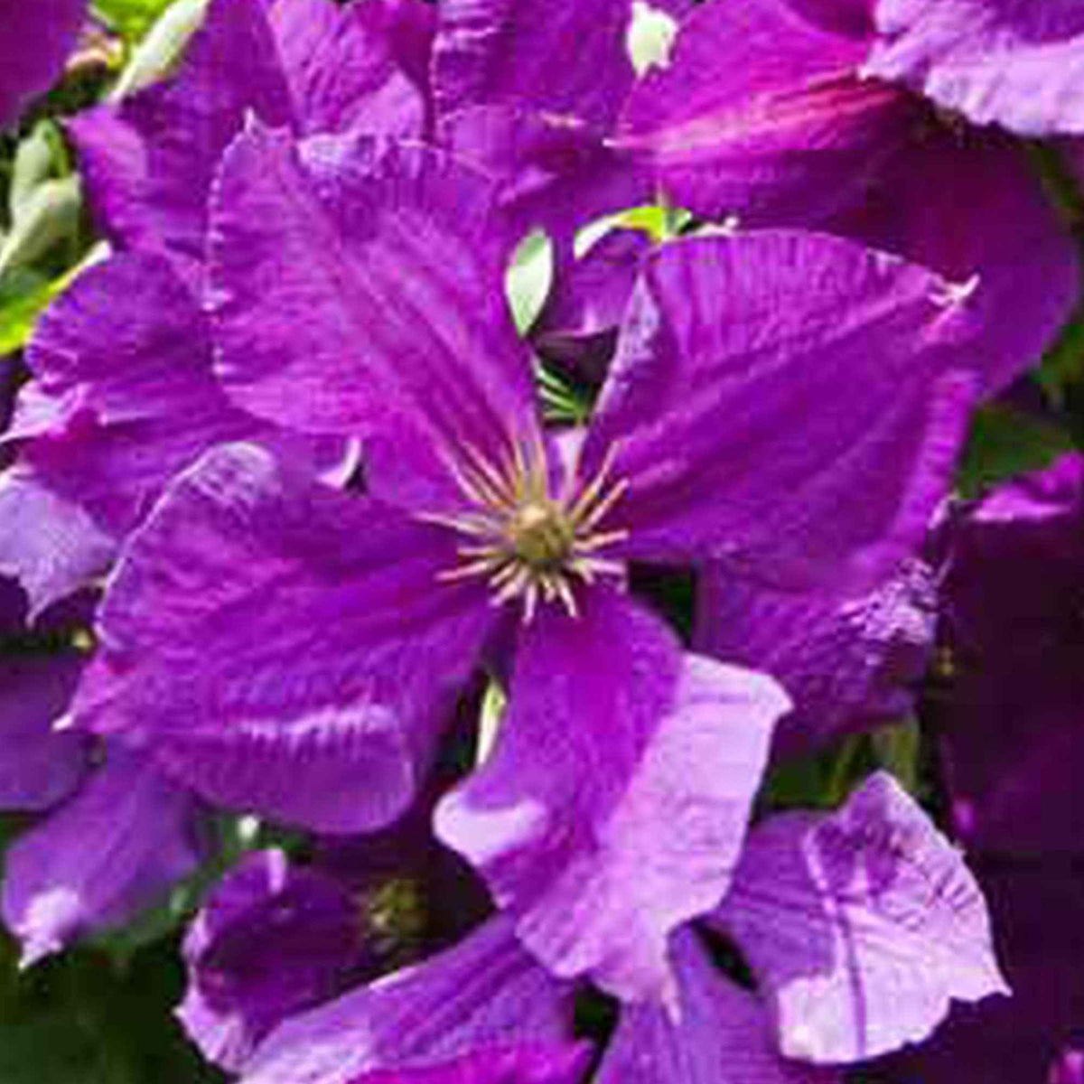 Clematis - Waldrebe 'Jackmanii' - Clematis Jackmanii
