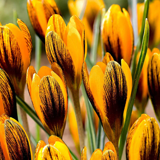 Krokus 'Orange Monarch' (x15) - Bakker