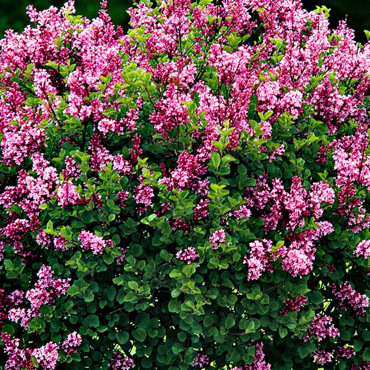 Syringa meyeri palibin - Zwergflieder 'Palibin'™ - Blühende Sträucher