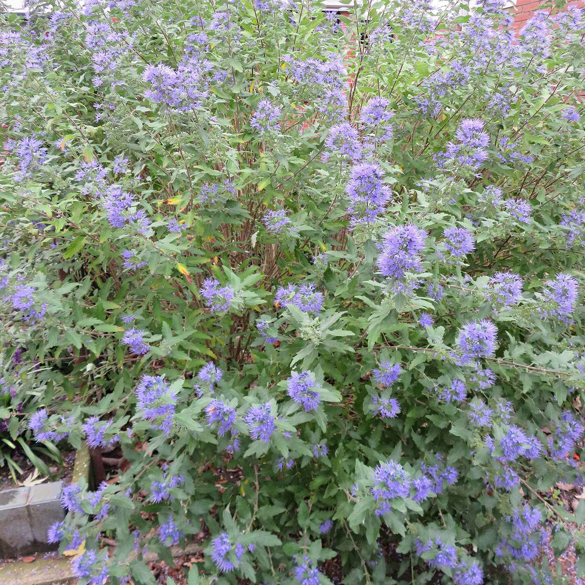 Bartblume 'Heavenly Blue' - Bakker