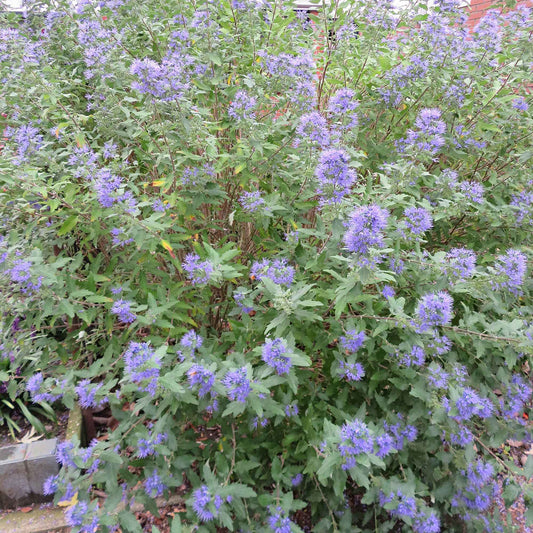 Bartblume 'Heavenly Blue' - Bakker