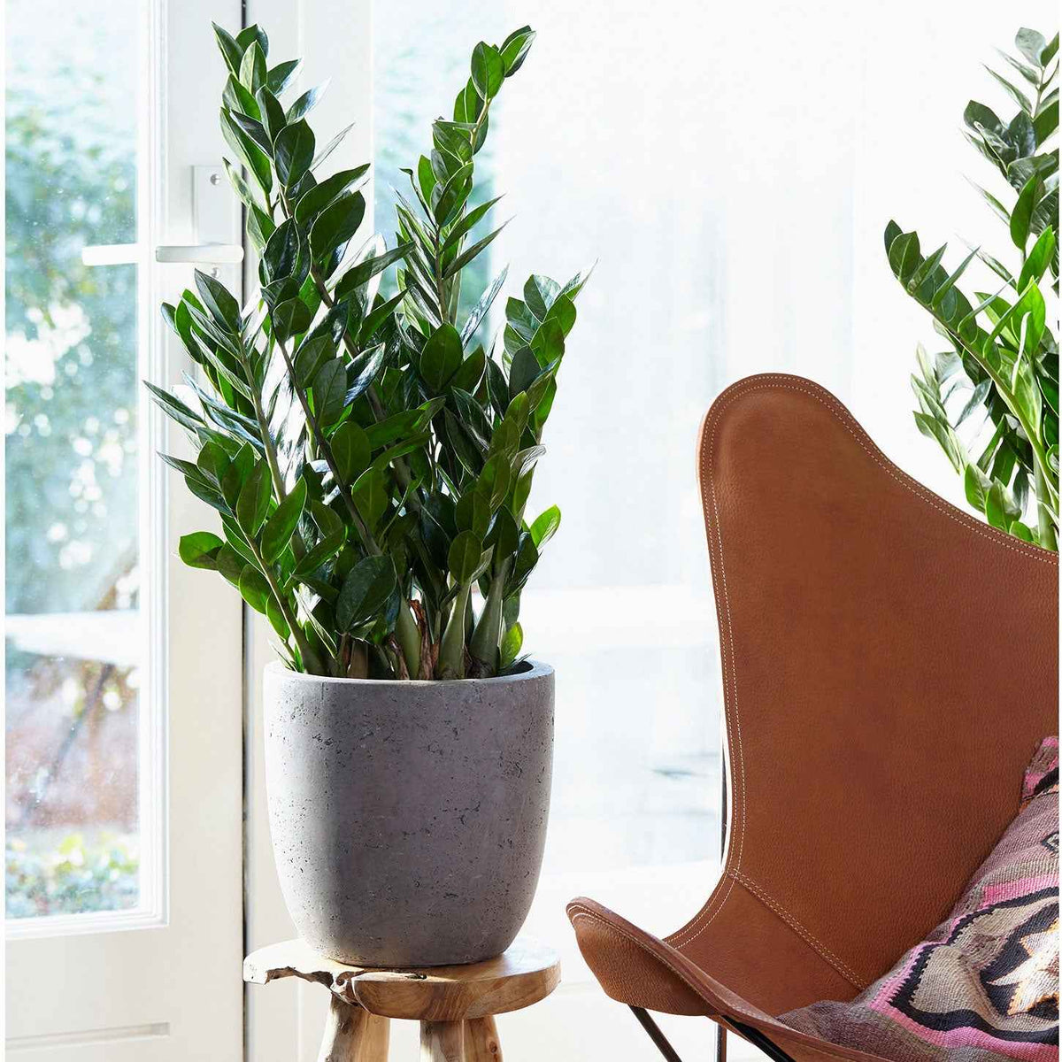 Zimmerpalmen - Glücksfeder - Zamioculcas zamiifolia