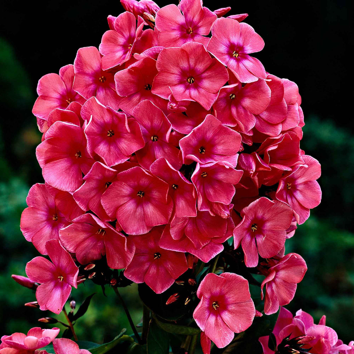 Flammenblume 'Windsor' (x3) - Bakker