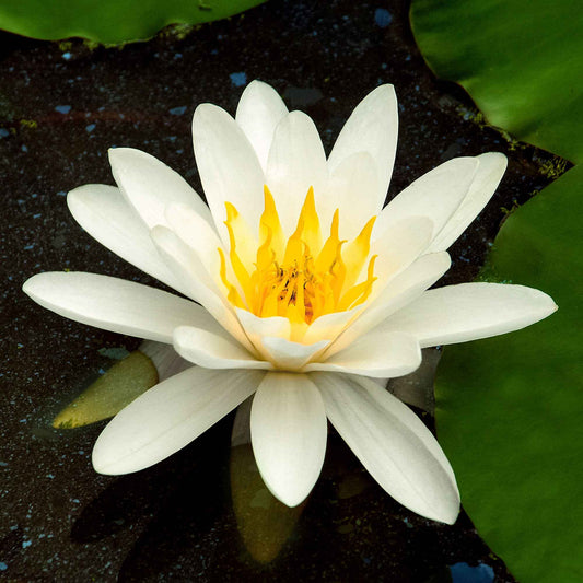 Seerose 'Marliacea Albida' - Bakker