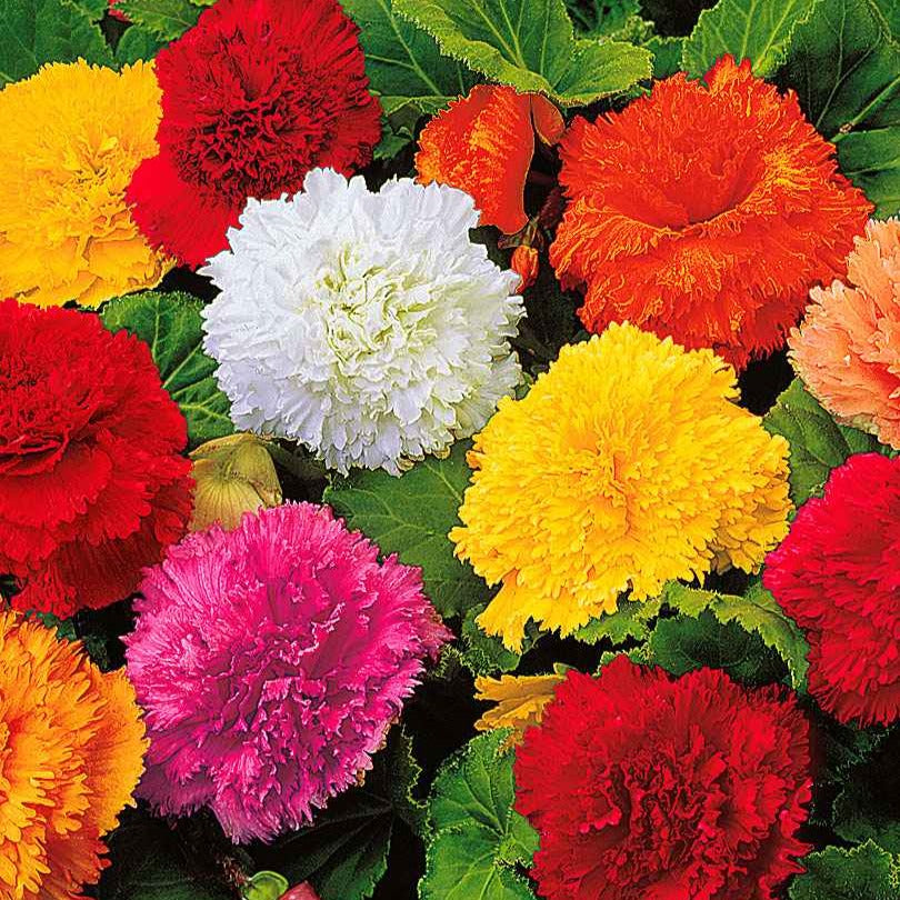 Gefranste Begonien 'Fimbriata' (x10) - Bakker