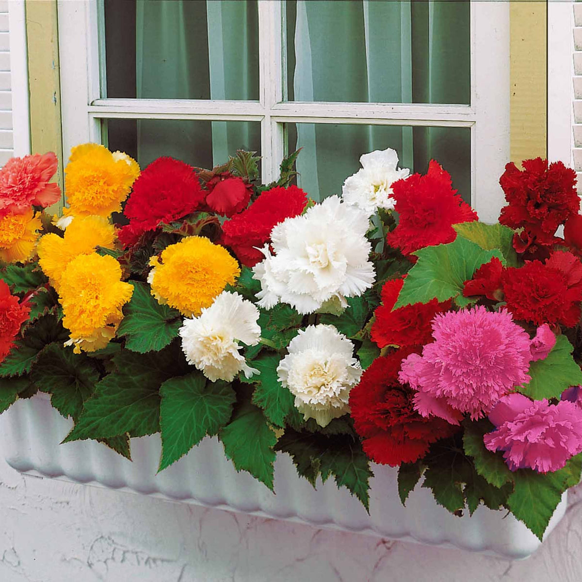 Begonia fimbriata - Gefranste Begonien 'Fimbriata' (x10) - Begonien-Zwiebeln