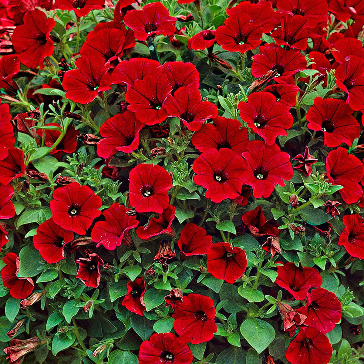 Petunien und Calibrachoa - Rote Hängepetunien (x3) - Petunia
