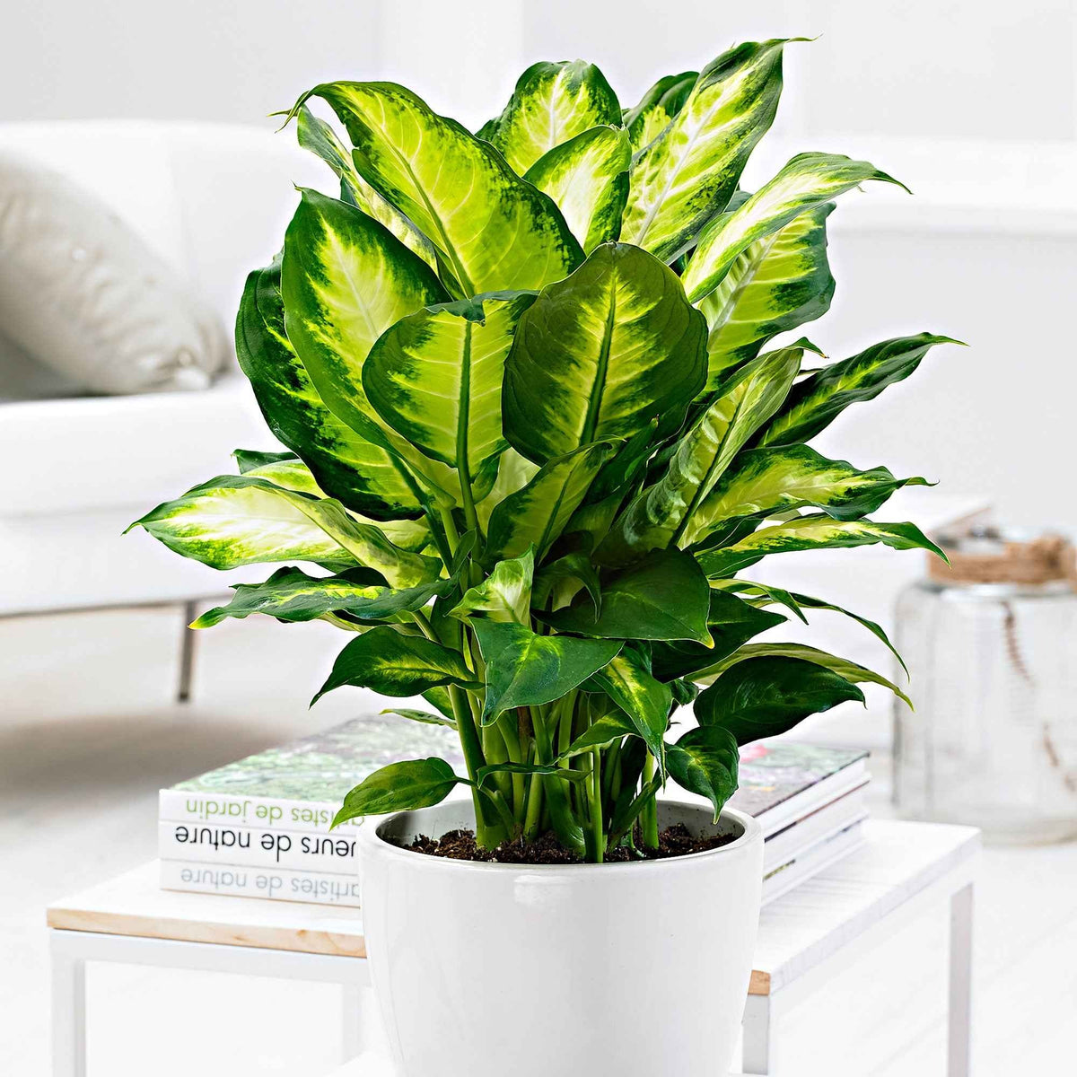Dieffenbachia 'Camilla' - Bakker